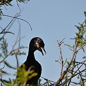 Double-crested Cormorant, Smith Oaks Sanctuary, High Island, Texas